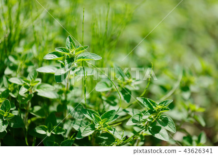 新鮮的綠葉在Hanahakuka Koishikawa植物園年輕葉子 新鮮的綠葉在Hanahakuka Koishikawa植物園年輕葉子 43626341