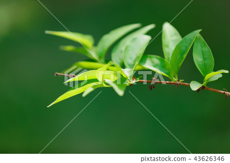 新鮮的綠色在一棵多刺的樹Koishikawa植物園的年輕葉子離開 新鮮的綠色在一棵多刺的樹Koishikawa植物園的年輕葉子離開 43626346