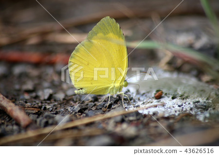 Northern Spotted Butterfly Northern Spotted Butterfly 43626516