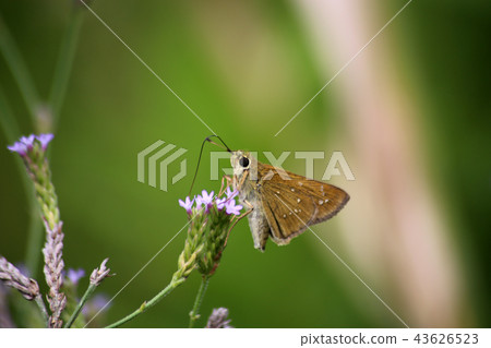 Chabane Seseli Chabane Seseli 43626523