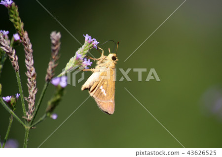 Ichimon dieselis 43626525