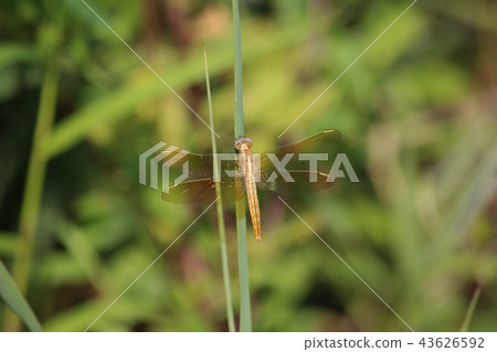 Usuba Kittenbo immature 43626592