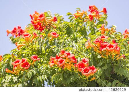 Nausuz Kazura Nausuz Kazura 43626629