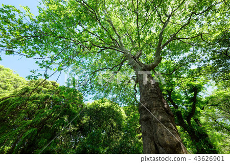 Fresh green leaves of young green leaves of the Japanese maple leaves Koishikawa Botanical Garden 43626901