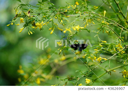 Kinkei黃色花和年輕葉子和新鮮的綠色和黑swallowtail Koishikawa植物園 Kinkei黃色花和年輕葉子和新鮮的綠色和黑swallowtail Koishikawa植物園 43626907