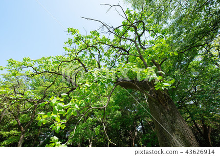 Fresh green leaves in the young leaves of the oxalwood tree Koishikawa Botanical Garden Fresh green leaves in the young leaves of the oxalwood tree Koishikawa Botanical Garden 43626914