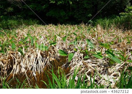 在Mizukanna海濱的新綠色和森林小石川植物園的年輕葉子 43627212