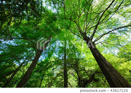 Rakuyusho Wakaba和Fresh Green Koishikawa植物園 43627220