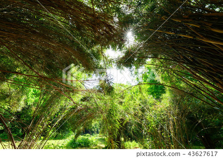 Bamboo Forest and Kotobuki of Koishikawa Botanical Garden Bamboo Forest and Kotobuki of Koishikawa Botanical Garden 43627617