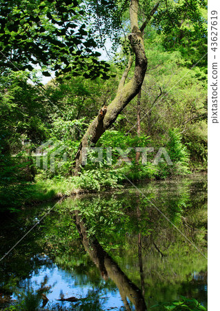 Landscape reflected in pond and lake surface of Koishikawa Botanical Garden 43627619