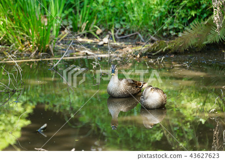 Karumamo Koishikawa Botanical Garden of the swamp 43627623