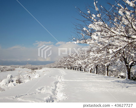 Snowy scenery of row of cherry blossoms Snowy scenery of row of cherry blossoms 43627727