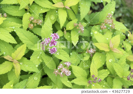 Shimotsuke金框 43627729