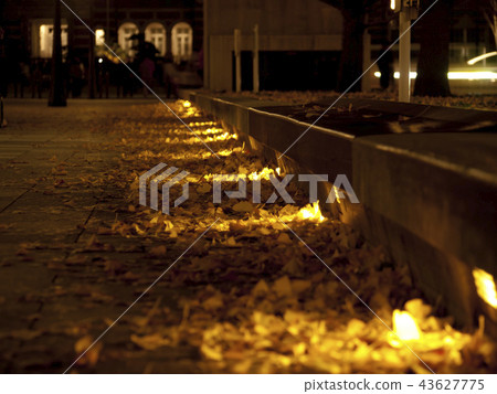 Marunouchi Ginkgo fallen leaves 43627775