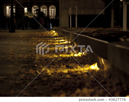 Marunouchi Ginkgo fallen leaves 43627776