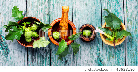 Natural herbs medicine,datura 43628186