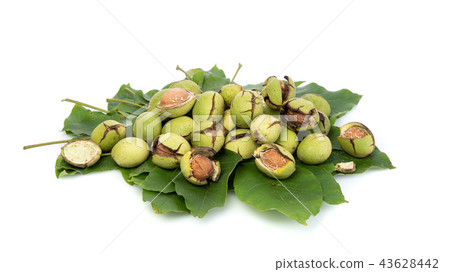 Group of green walnuts scattered on a leaf, on a white background with shadows, composition, at an 43628442