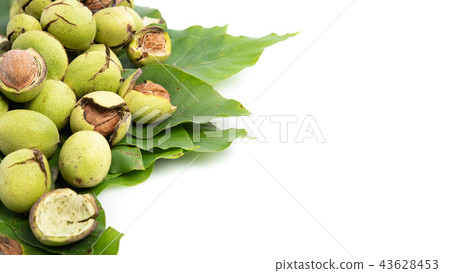 Group of green Juglans regia scattered on a leaf, on a white background with shadows, composition 43628453