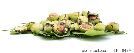 Group of green walnuts scattered on a leaf, on a white background with shadows, composition 43628459