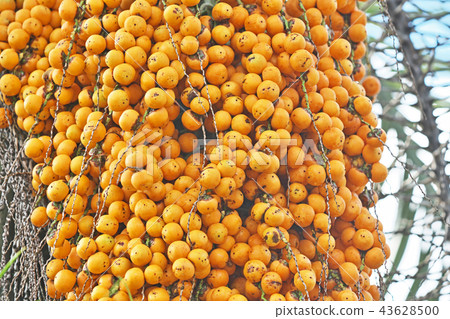 Brazilian fruit with yellow fruits Brazilian fruit with yellow fruits 43628500