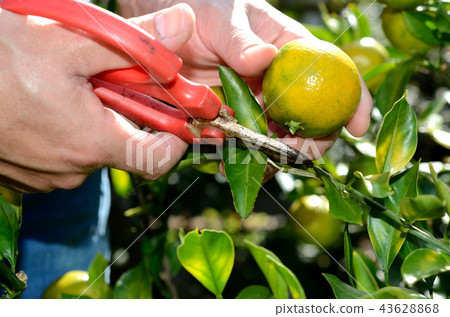 收穫的橘子 收穫的橘子 43628868