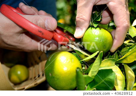 收穫的橘子 收穫的橘子 43628912