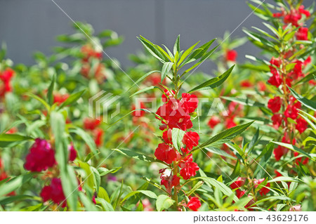 紅色玫瑰花 43629176