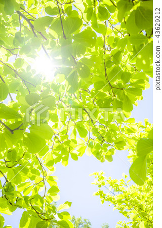 Refreshing fresh green and sun Refreshing fresh green and sun 43629212