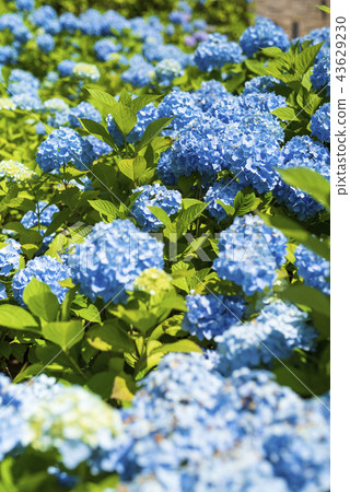 Hydrangea in full bloom 43629230