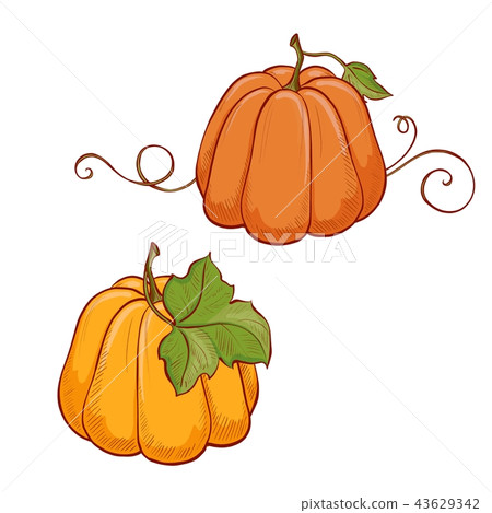Image of pumpkins on white background 5 Image of pumpkins on white background 5 43629342