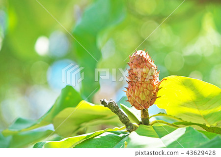 蜀葵果實開始變色 蜀葵果實開始變色 43629428