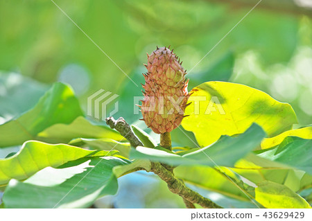 蜀葵果實開始變色 蜀葵果實開始變色 43629429