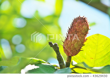 蜀葵果實開始變色 蜀葵果實開始變色 43629430