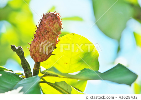 蜀葵果實開始變色 蜀葵果實開始變色 43629432