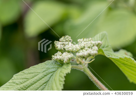 Weed 43630059