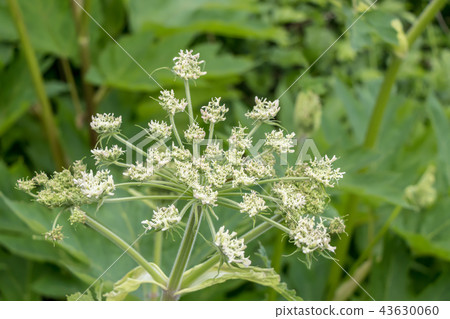 Weed Weed 43630060