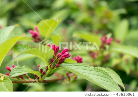 A bud of a raccoon dog A bud of a raccoon dog 43630061