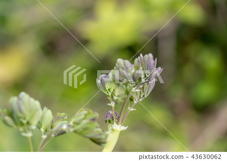 Weed Weed 43630062