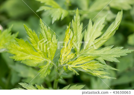 Wormwood 43630063