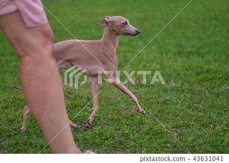 Leverette dog runs along the green grass close-up 43631041