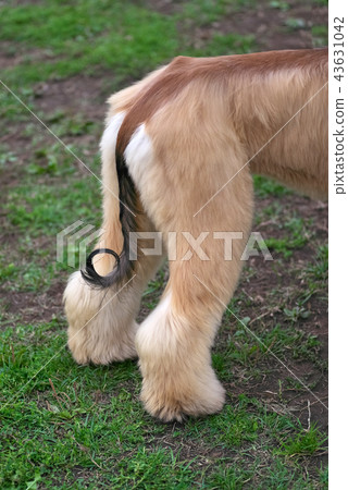 tail of the Alganian Greyhound crocheted close-up 43631042