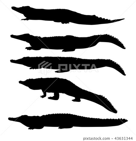 Set of vector silhouettes of crocodiles Set of vector silhouettes of crocodiles 43631344