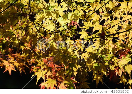 Yellow leaf transparent to backlight 43631902