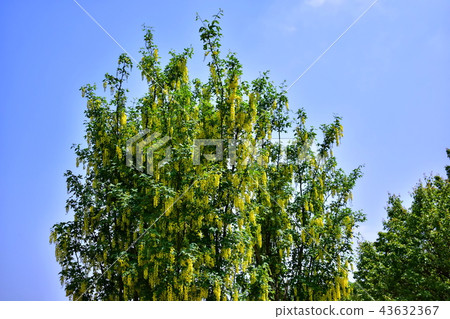 Yellow wisteria flower / yellow wisteria flower (Ashikaga City, Tochigi Prefecture) Yellow wisteria flower / yellow wisteria flower (Ashikaga City, Tochigi Prefecture) 43632367