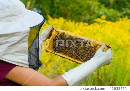 Beekeeper holding a honeycomb full of bees 43632751