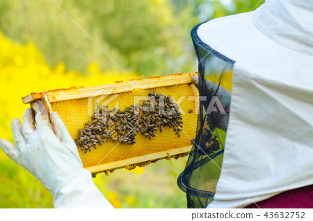 Beekeeper holding a honeycomb full of bees 43632752