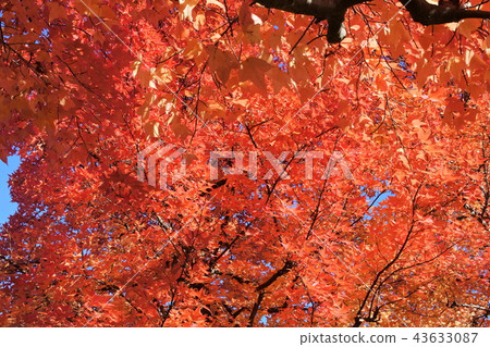 Orange autumn leaves Orange autumn leaves 43633087