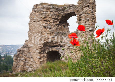 Poppies near ruins of ancient fortress 43633831
