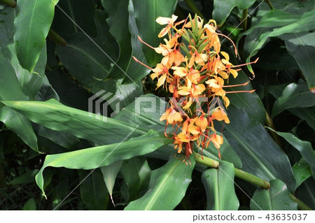 Ginger Lily Ginger Lily 43635037