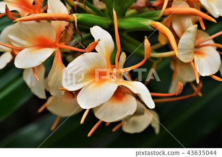Ginger Lily Ginger Lily 43635044